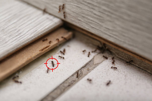 Best Affordable Pest Control Services  in Seymour, IN