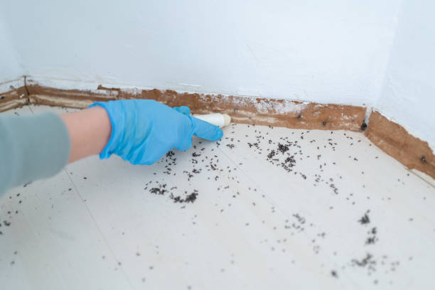Best Mosquito Control Services  in Seymour, IN